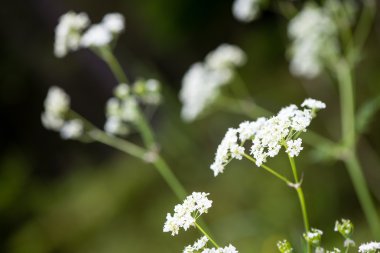 Orman çiçek ve bahar çiçekleri