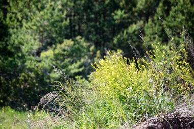 Orman çiçek ve bahar çiçekleri
