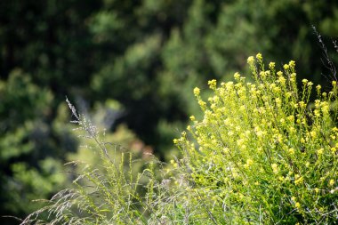Orman çiçek ve bahar çiçekleri