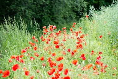 Kırmızı haşhaş çiçek ve bahar çiçekleri