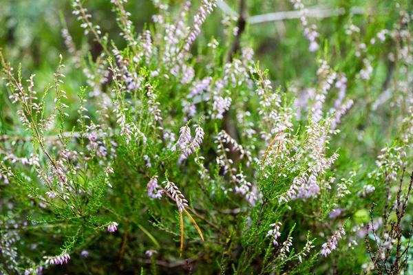 Waldblumen und Blüten im Frühling — Stockfoto