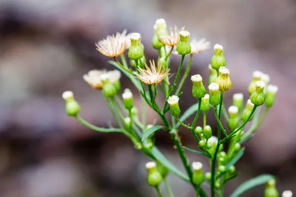 Fleurs et fleurs forestières au printemps — Photo