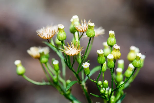 Fleurs et fleurs forestières au printemps — Photo