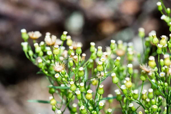 Bos bloemen en bloesems in de lente — Stockfoto