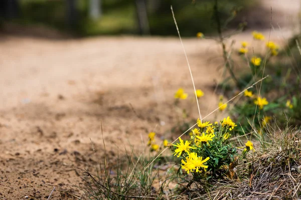 Waldblumen und Blüten im Frühling — Stockfoto