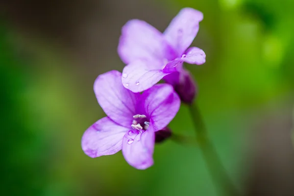 Forest flowers and blossoms in spring — Stock Photo, Image