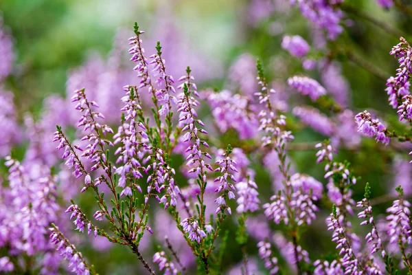 Fleurs et fleurs de bruyère forestière au printemps — Photo