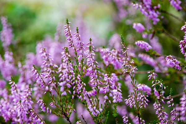 Fleurs et fleurs de bruyère forestière au printemps — Photo