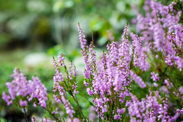 Waldheide blüht und blüht im Frühling — Stockfoto