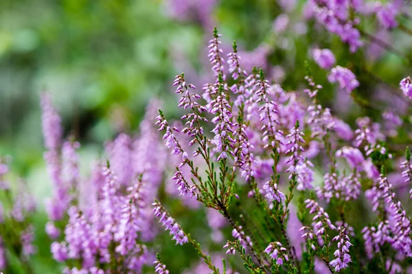Forest heather flowers and blossoms in spring — Stock Photo, Image