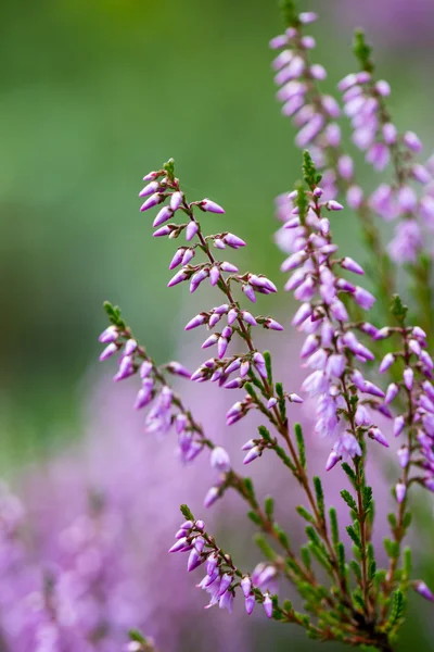 Flores de brezo del bosque y flores en primavera —  Fotos de Stock