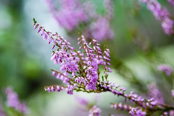 Flores de brezo del bosque y flores en primavera —  Fotos de Stock