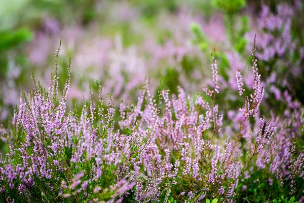Forest heather flowers and blossoms in spring — Stock Photo, Image