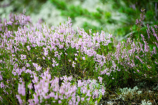 forest heather flowers and blossoms in spring