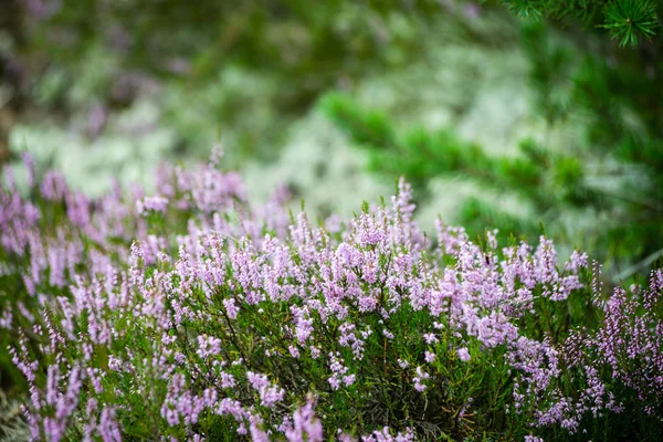 Waldheide blüht und blüht im Frühling — Stockfoto