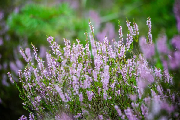 Forest heather flowers and blossoms in spring — Stock Photo, Image