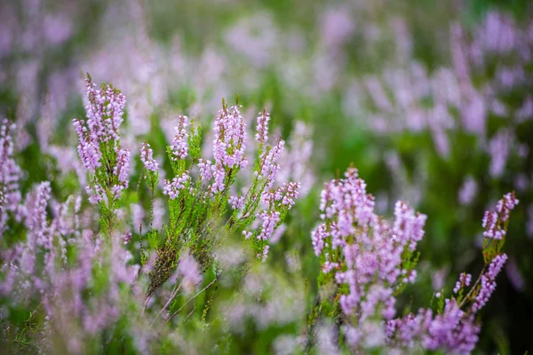 Waldheide blüht und blüht im Frühling — Stockfoto