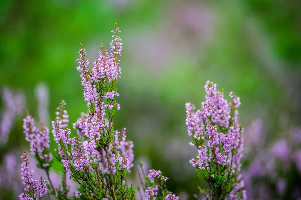 Forest heather flowers and blossoms in spring — Stock Photo, Image