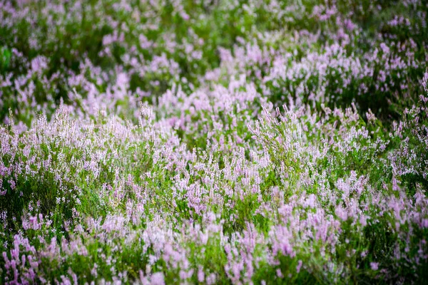 Flores de urze floresta e flores na primavera — Fotografia de Stock