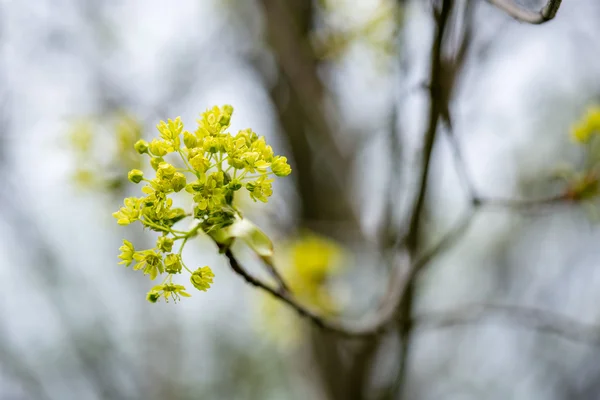 Bos bloemen en bloesems in de lente — Stockfoto