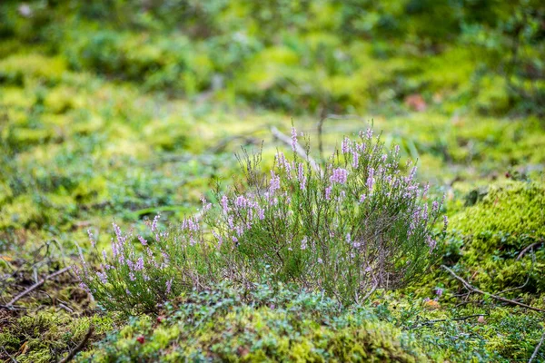 Skogsblommor och blommar under våren — Stockfoto