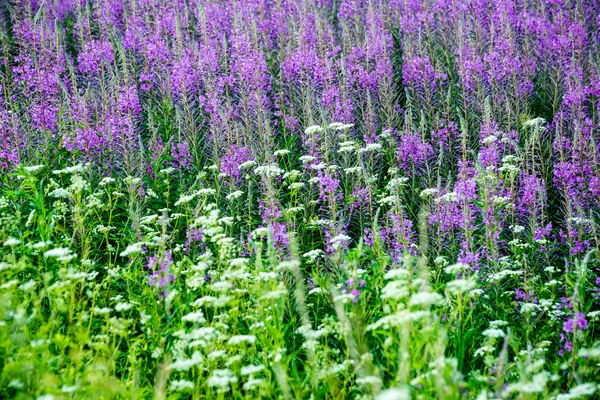 Fleurs et fleurs de la forêt violette au printemps — Photo