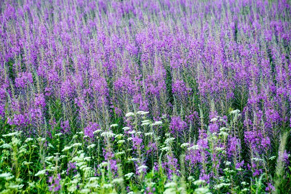 Fleurs et fleurs de la forêt violette au printemps — Photo