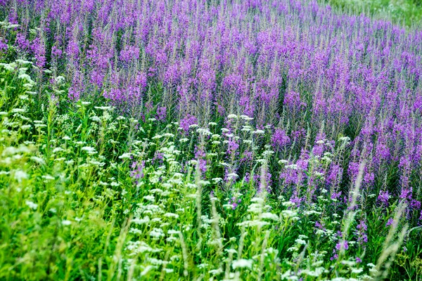 Fleurs et fleurs de la forêt violette au printemps — Photo