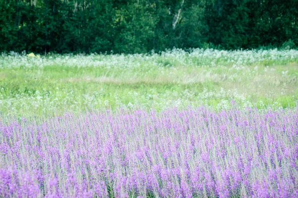 Violette Waldblumen und Blüten im Frühling — Stockfoto