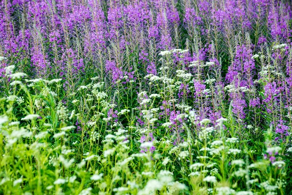 Violette Waldblumen und Blüten im Frühling — Stockfoto