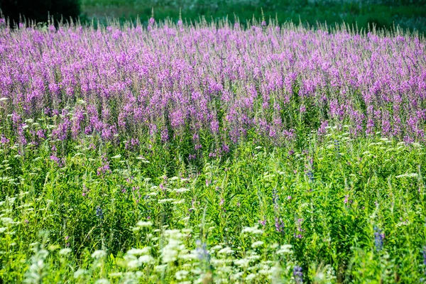 Фиолетовые цветы и цветы весной — стоковое фото