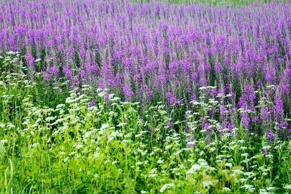 Violette Waldblumen und Blüten im Frühling — Stockfoto