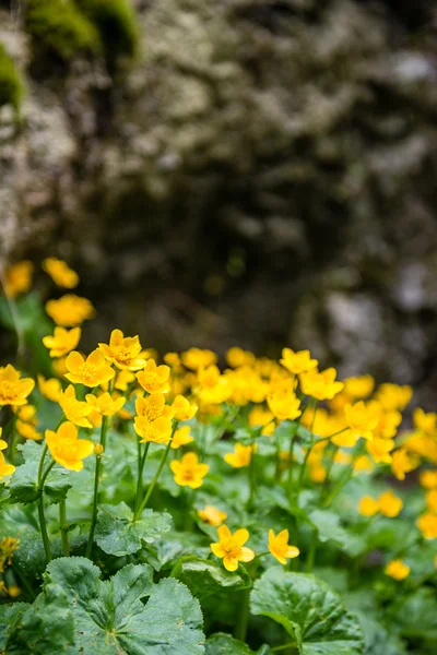 숲의 꽃과 봄 꽃 — 스톡 사진