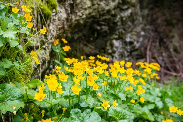 Flores da floresta e flores na primavera — Fotografia de Stock