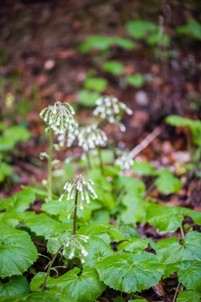 Skogsblommor och blommar under våren — Stockfoto