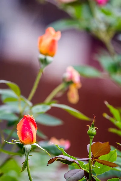 Rosa blommor och blommar under våren — Stockfoto