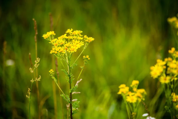 Flores da floresta e flores na primavera — Fotografia de Stock