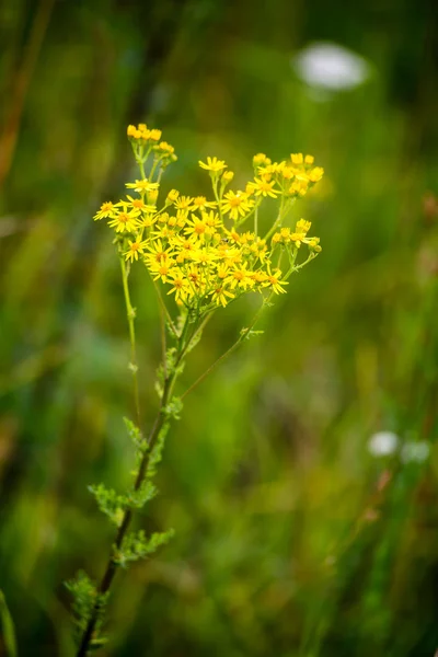 Flores da floresta e flores na primavera — Fotografia de Stock