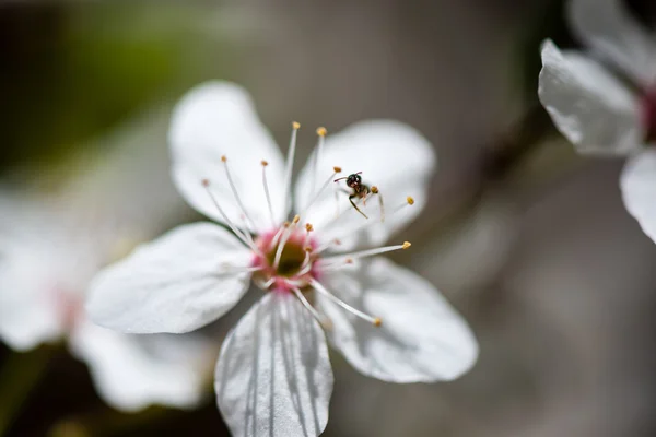 Apfelbaum blüht im Frühling — Stockfoto