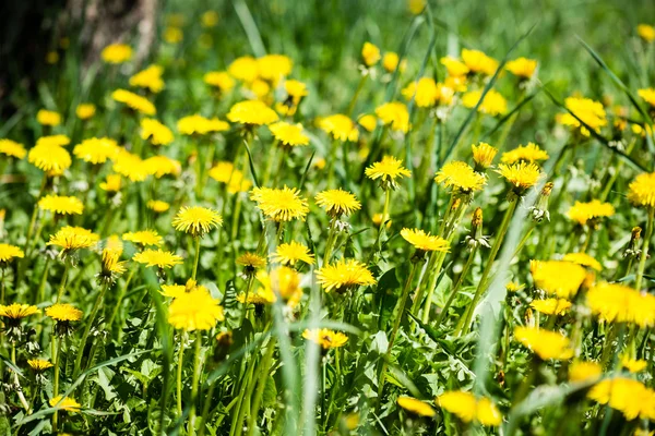 Flores de dente-de-leão e flores na primavera — Fotografia de Stock