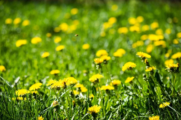 Flores de dente-de-leão e flores na primavera — Fotografia de Stock