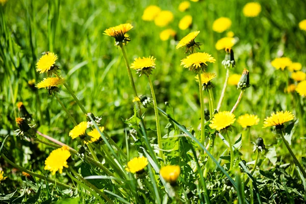 Flores de dente-de-leão e flores na primavera — Fotografia de Stock