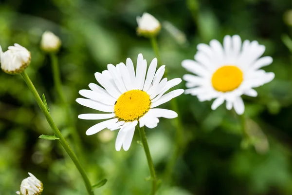 Bos bloemen en bloesems in de lente — Stockfoto