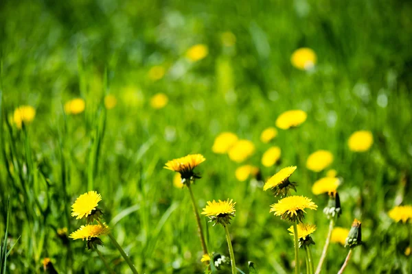 Paardebloem bloemen en bloesems in de lente — Stockfoto