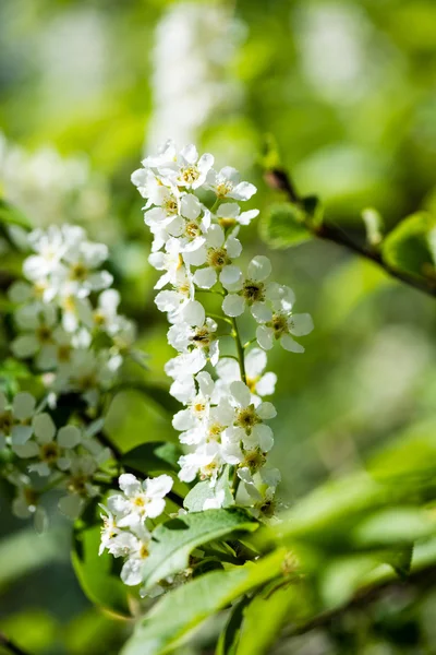 Forest flowers and blossoms in spring — Stock Photo, Image