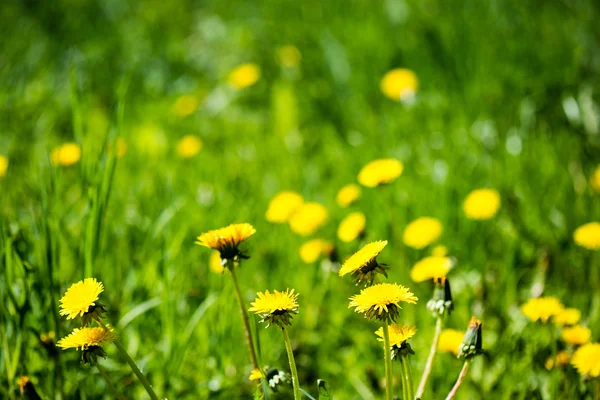 Flores de dente-de-leão e flores na primavera — Fotografia de Stock