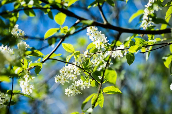 Lesní květiny a květy na jaře — Stock fotografie