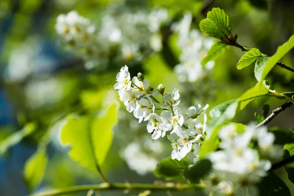 Forest flowers and blossoms in spring — Stock Photo, Image