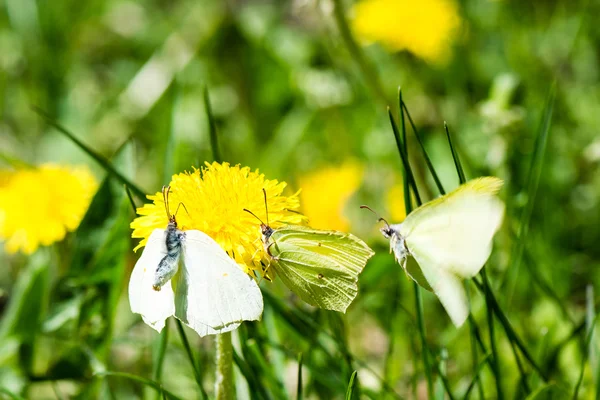 タンポポの花と春の花 — ストック写真