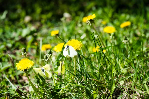 Paardebloem bloemen en bloesems in de lente — Stockfoto